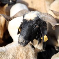 A sheep at an animal market as Eid al-Adha approaches, Şanlıurfa, Türkiye, May 17, 2026. (AA Photo) 