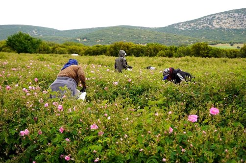 Farmers harvest roses in Isparta, southern Türkiye, May 21, 2026. (AA Photo)