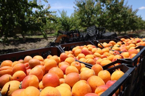 A general view of baskets filled with apricots during early harvest season, Adana, southern Türkiye, May 11, 2026. (IHA Photo)